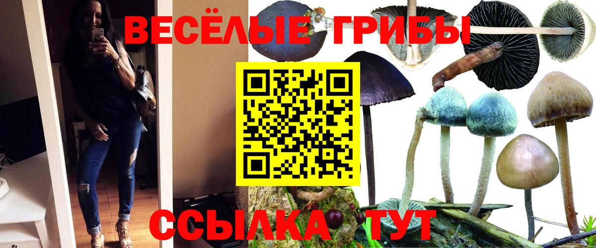 Псилоцибиновые грибы Cubensis Всеволожск
